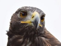 Steinadler 098